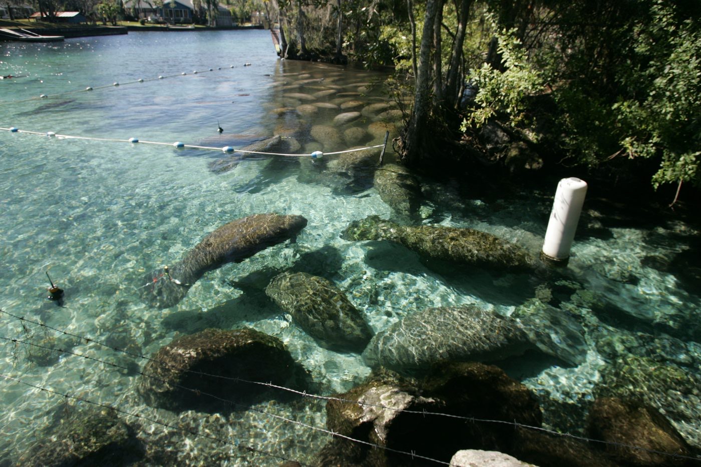 Manatees resting in the clear water at Crystal River